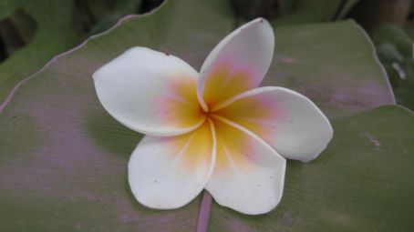 Gutschein erhältlich in der Xundheitspraxis Kemboja